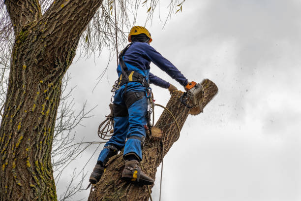 Best Tree Maintenance Programs  in Hillsdale, MI