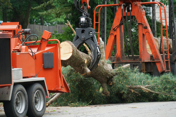 Reliable Hillsdale, MI Tree Services Solutions